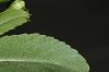 image of Hesperomeles heterophylla