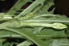 image of Hippobroma longiflora