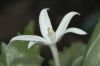 image of Hippobroma longiflora