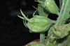 image of Hippobroma longiflora