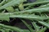 image of Hippobroma longiflora