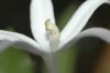 image of Hippobroma longiflora