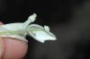 image of Hippobroma longiflora
