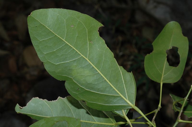 Menispermaceae Hyperbaena tonduzii