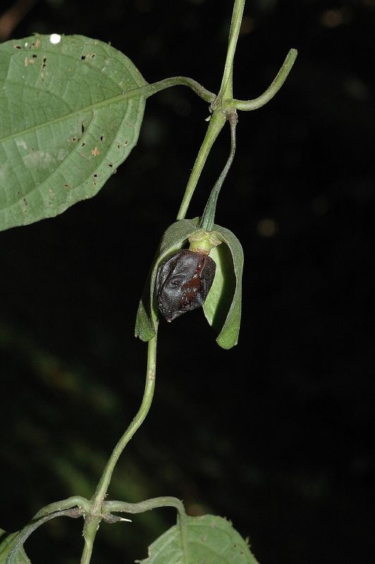 Acanthaceae Mendoncia retusa