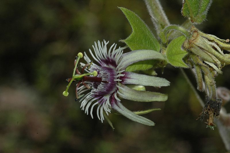 Passifloraceae Passiflora sexflora
