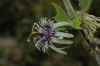 image of Passiflora sexflora