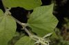 image of Passiflora sexflora