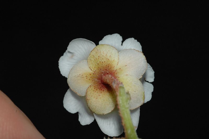 Actinidiaceae Saurauia montana