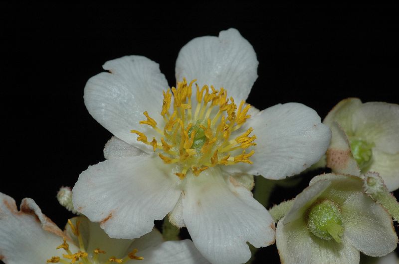 Actinidiaceae Saurauia montana