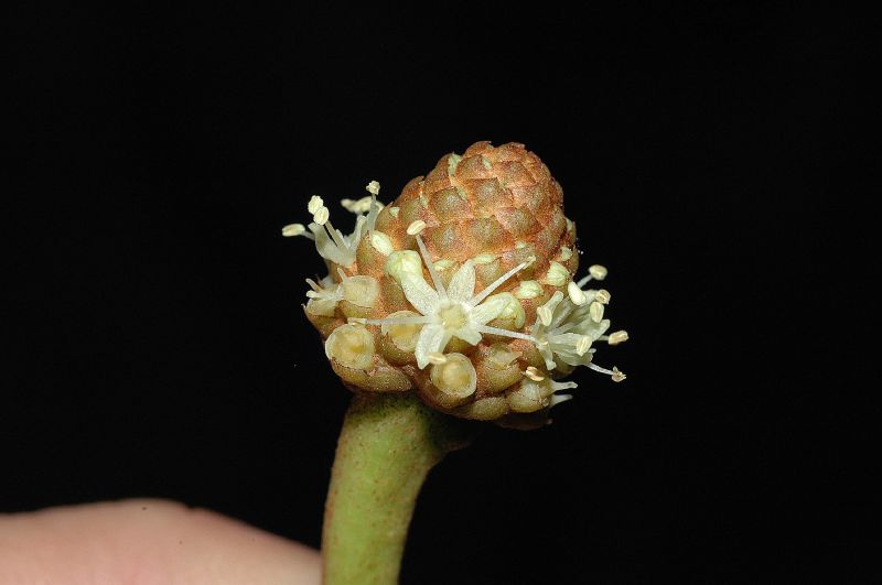 Araliaceae Schefflera 