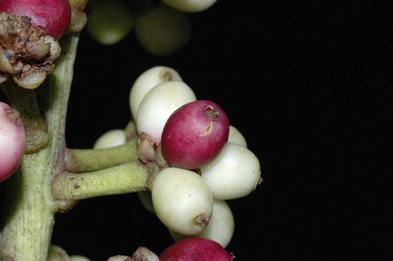 Araliaceae Schefflera 