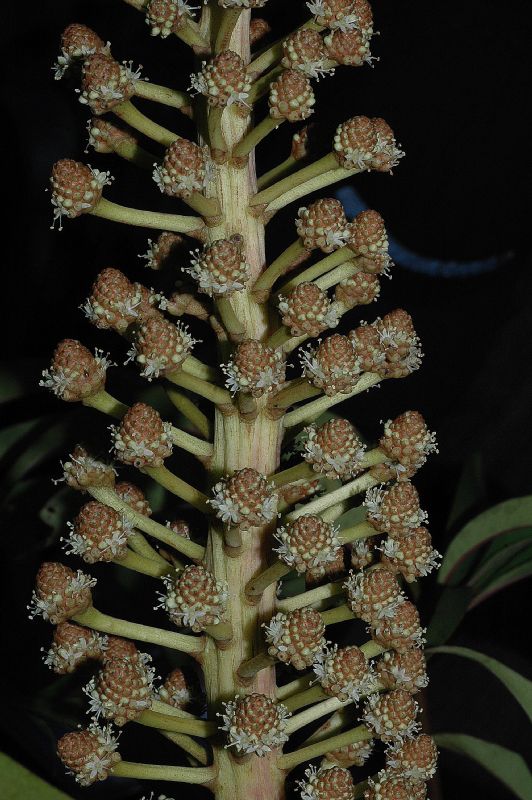 Araliaceae Schefflera 