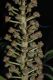 image of Schefflera 