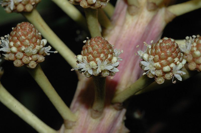 Araliaceae Schefflera 