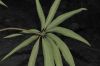 image of Schefflera 