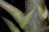 image of Schefflera 