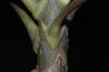 image of Schefflera 