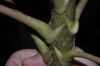 image of Schefflera 