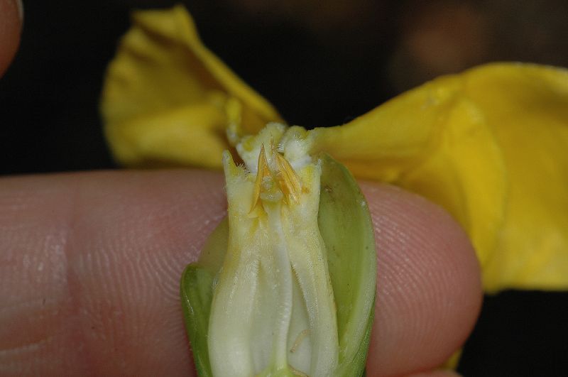 Apocynaceae Stemmadenia obovata