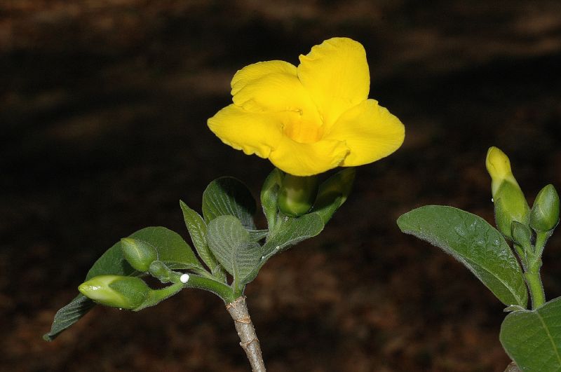 Apocynaceae Stemmadenia obovata