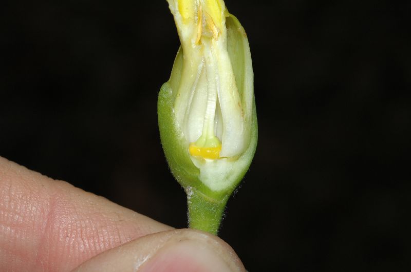 Apocynaceae Stemmadenia obovata