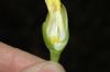image of Stemmadenia obovata