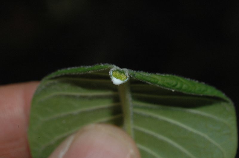 Apocynaceae Stemmadenia obovata