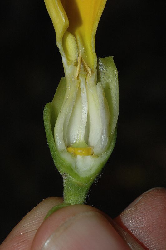 Apocynaceae Stemmadenia obovata