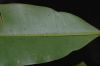 image of Symphonia globulifera