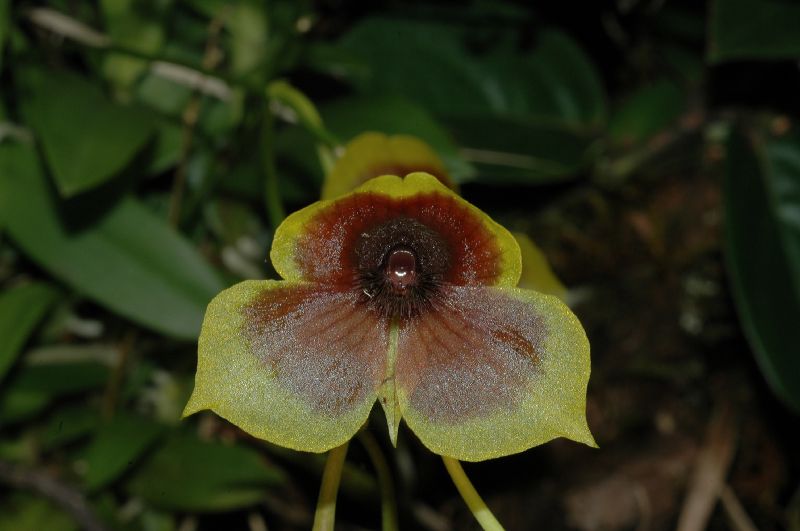 Orchidaceae Telipogon 