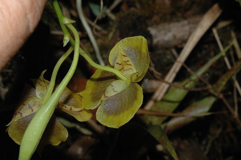 Orchidaceae Telipogon 