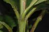 image of Vochysia guatemalensis