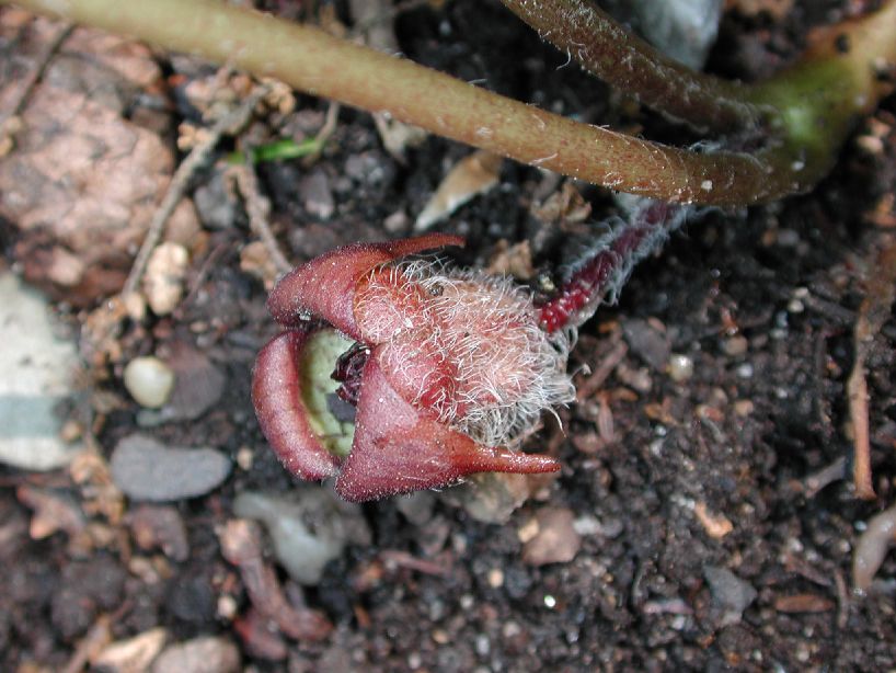 Aristolochiaceae Asarum canadense