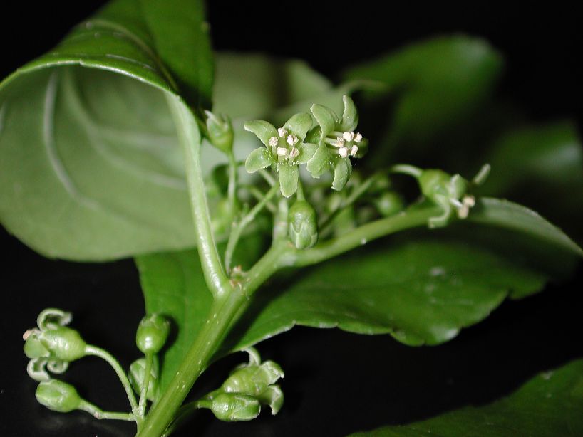 Celastraceae Celastrus orbiculatus