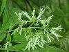 image of Chionanthus virginicus