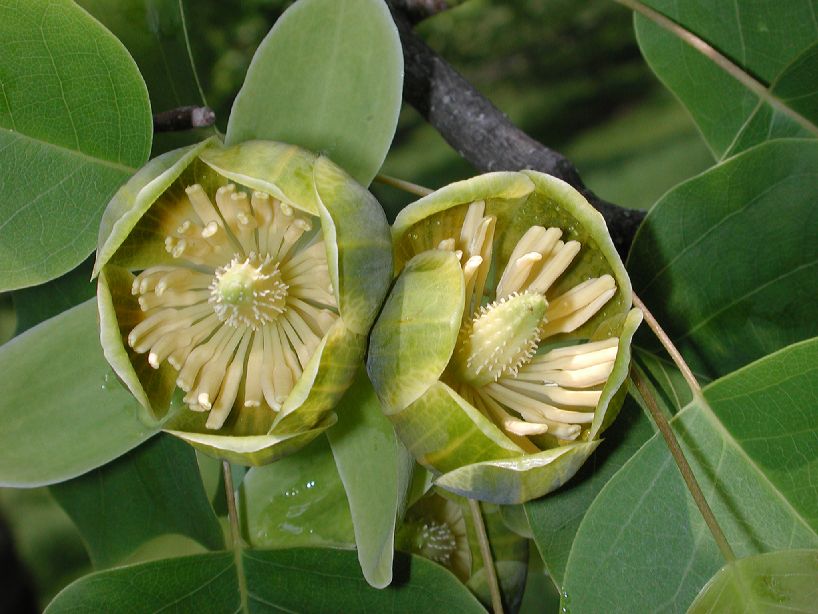 Magnoliaceae Liriodendron chinense