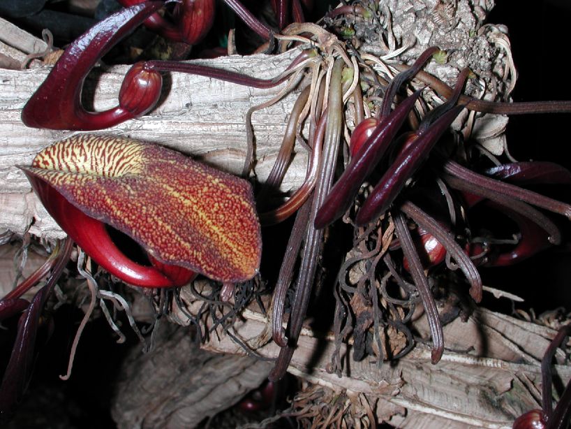 Aristolochiaceae Aristolochia leuconeura