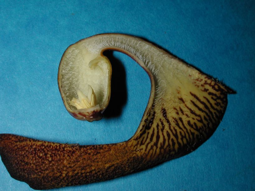 Aristolochiaceae Aristolochia leuconeura