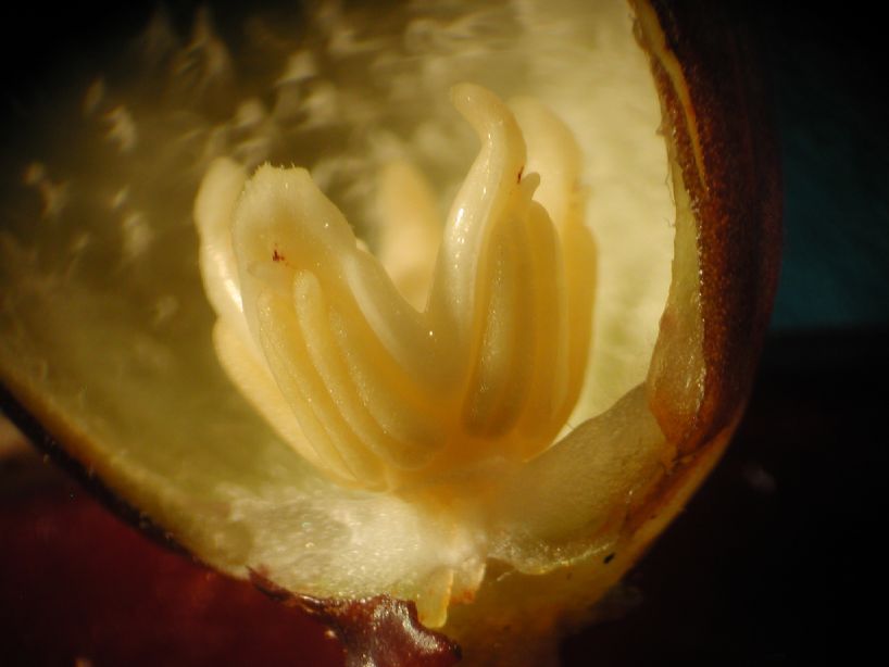Aristolochiaceae Aristolochia leuconeura