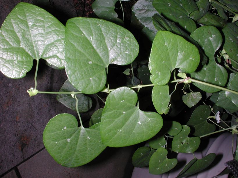 Aristolochiaceae Aristolochia macrophylla