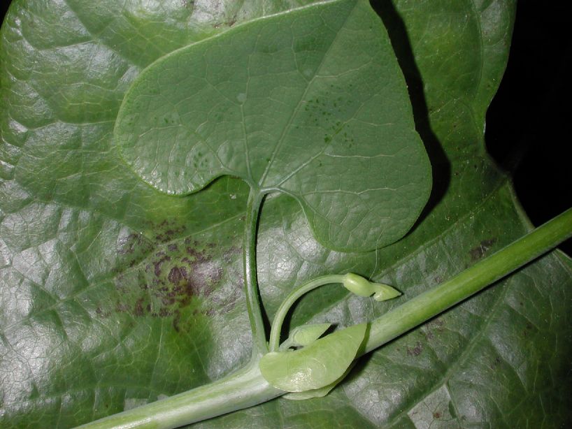 Aristolochiaceae Aristolochia macrophylla