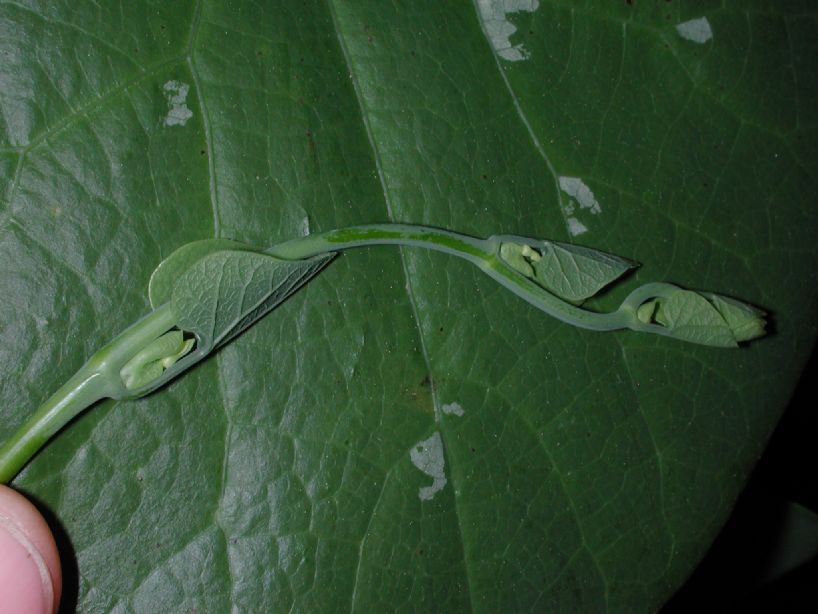Aristolochiaceae Aristolochia macrophylla