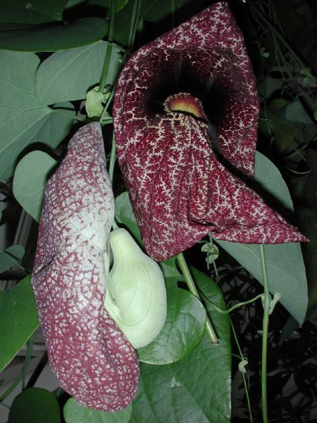 Aristolochiaceae Aristolochia macrophylla