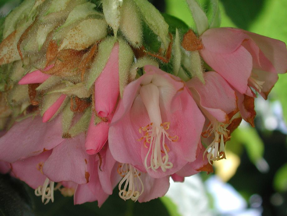 Dombeyaceae Dombeya wallichii