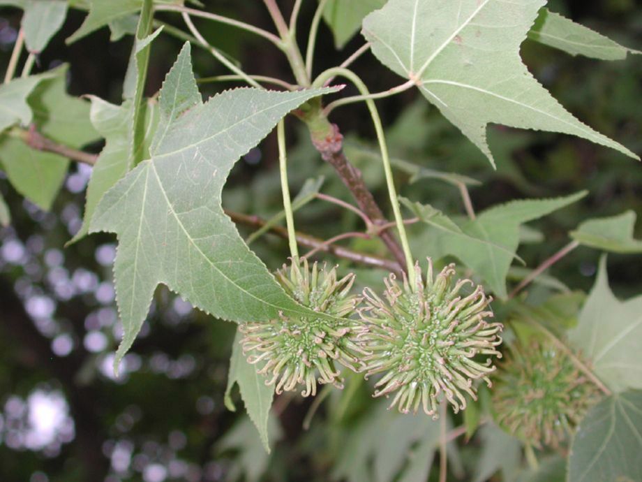 Altingiaceae Liquidambar styraciflua