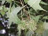image of Liquidambar styraciflua