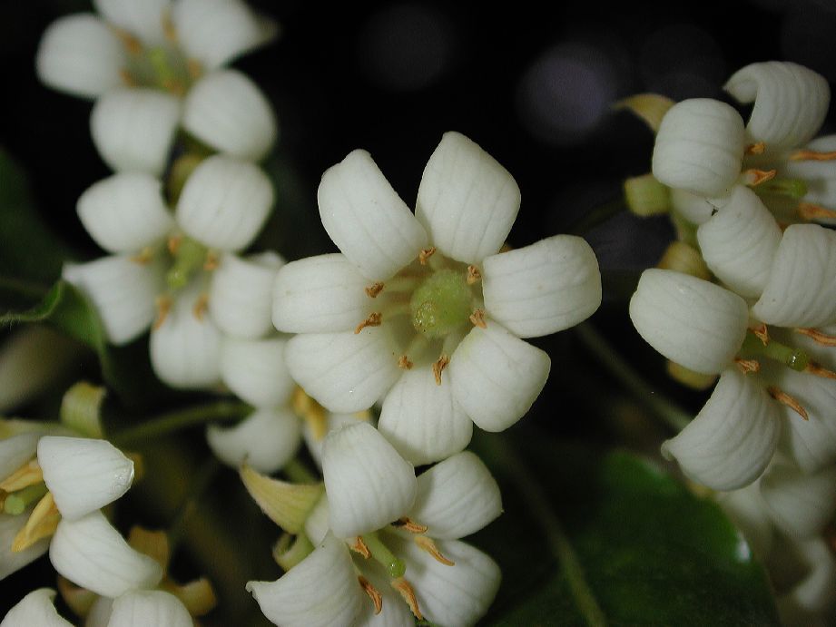 Pittosporaceae Pittosporum undulatum