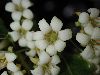 image of Pittosporum undulatum