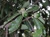 image of Quercus deserticola